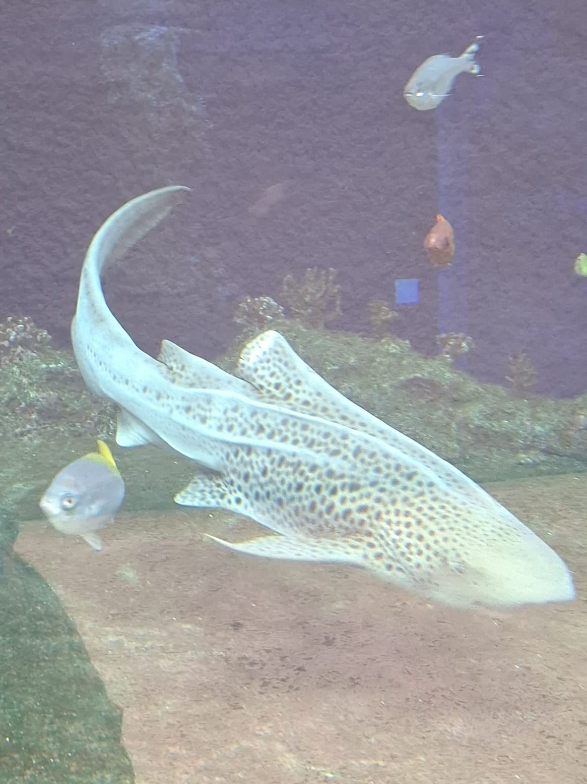 img-20260401-wa0029